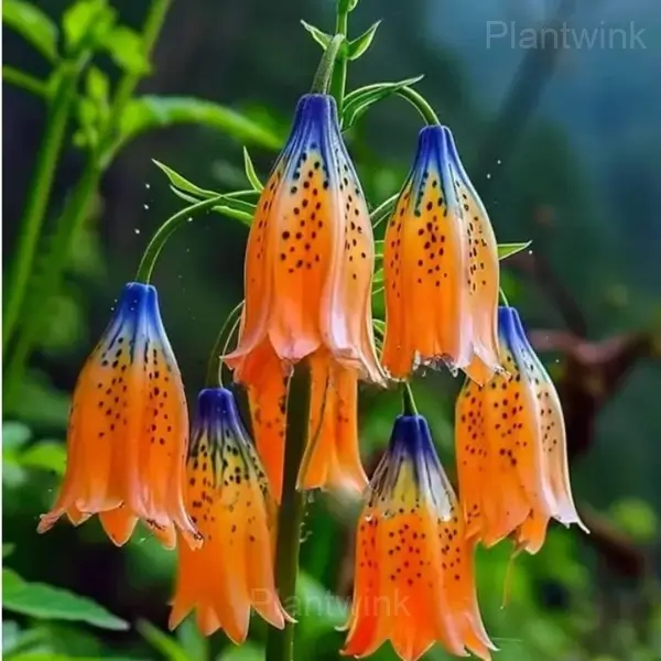 Bellflower Bulbs - Orange Blue, 3 Bulbs🎁🔥