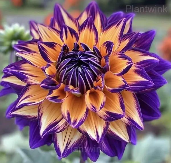 Rare Purple Dahlia Mix Bulbs - Purple Orange, 5 Bulbs💕