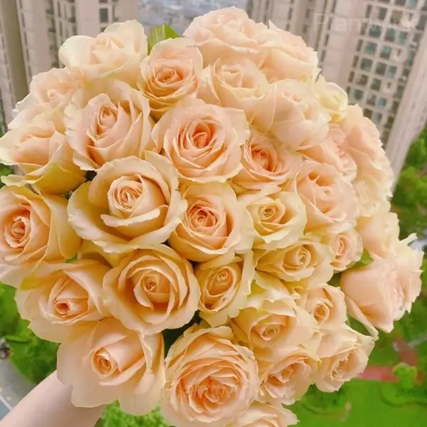 Romantic Climbing Rose Seeds - Orange, 500 Seeds🔥