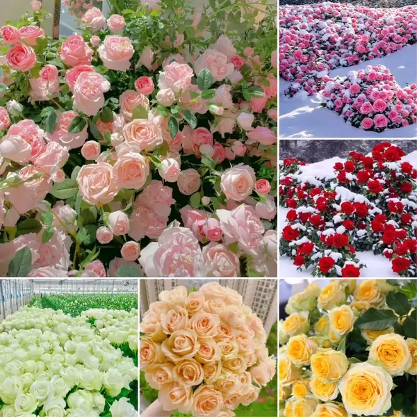 Romantic Climbing Rose Seeds - Mixed Color, 200 Seeds👍